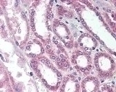 SIRT7 Antibody