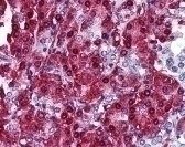 CBLC Antibody