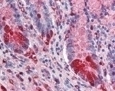 ALPI Antibody