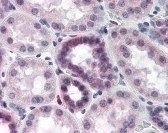 CAND2 Antibody