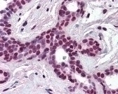 Cullin 3 Antibody