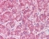 PPARG Antibody