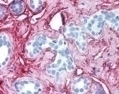COL6A1 Antibody