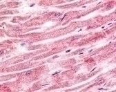 SPRY4 Antibody