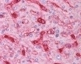 B2M Antibody [2213]