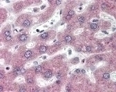 PTHR1 Antibody, Monoclonal