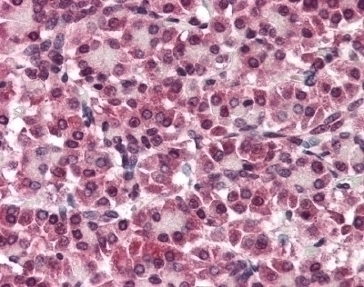 Glypican 4 Antibody