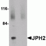 Western blot analysis of JPH2 in 293 cell lysate with JPH2 antibody at 2 μg/mL in (A) the absence and (B) the presence of blocking peptide.