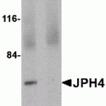 Western blot analysis of JPH4 in 293 cell lysate with JPH4 antibody at 1 μg/mL in (A) the absence and (B) the presence of blocking peptide.