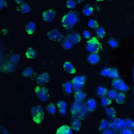Immunofluorescence of 4E-BP1 in 3T3 cells with 4E-BP1 antibody at 20 μg/ml.<br><br>Green: 4E-BP1 Antibody (3513) <br> Blue: DAPI staining