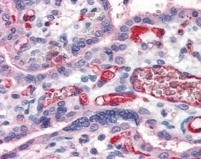 Fibrinogen Antibody