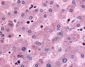 DPP9 Antibody