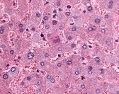 DPP9 Antibody