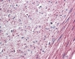 ELTD1 Antibody