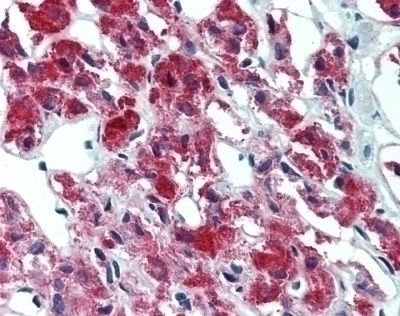 IL-23 Antibody [HLT2736]