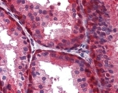 WNT5A Antibody [3D10]