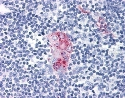 CD1D Antibody [51.1]