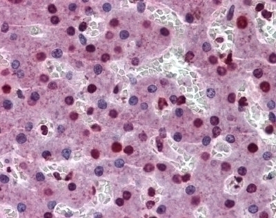 STAT3 Antibody [7G3H4]