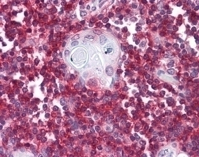 CD3-Zeta Antibody [4B10]