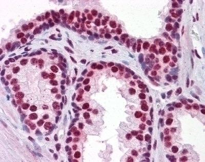 RUNX2 Antibody [3F5]