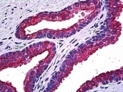 NPR2 Antibody [1E4]