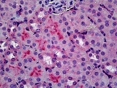 C5AR Antibody, Monoclonal