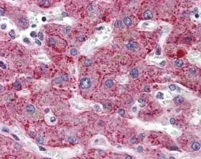 SERPING1 Antibody [3F4-1D9]
