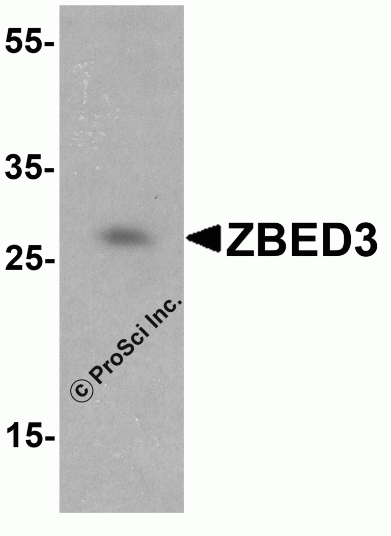 ZBED3 Peptide