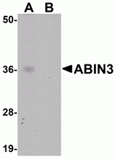 ABIN3 Peptide