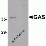 Western blot analysis of GAS in EL4 cell lysate in (A) the absence and (B) the presence of blocking peptide. with GAS antibody at 1μg/mL.