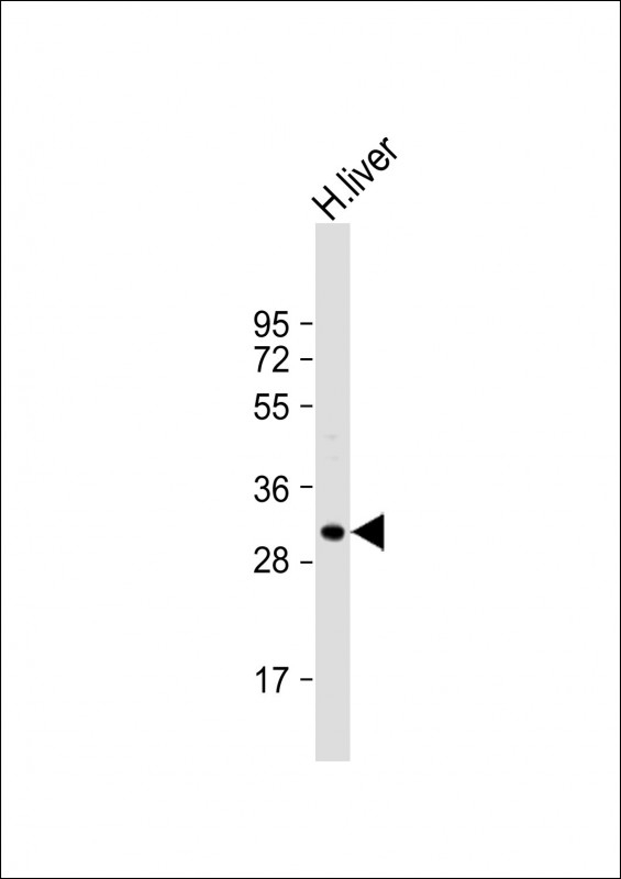 APOF Antibody