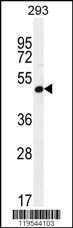 A4GALT Antibody