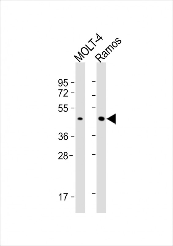 BCAT1 Antibody