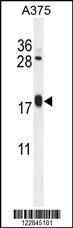 ARL8A Antibody
