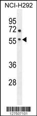 ADORA2A Antibody