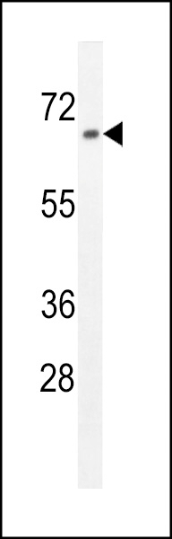 ZN169 Antibody