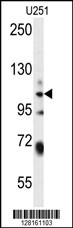 WWC3 Antibody