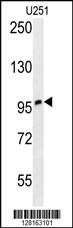 ZNF197 Antibody