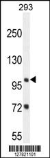 ZBTB10 Antibody