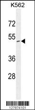 ZNF517 Antibody