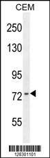 ZNF493 Antibody