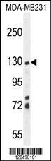 ZSWIM6 Antibody