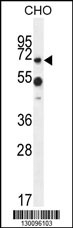 ZUFSP Antibody