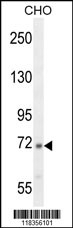 C2 Antibody