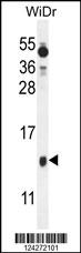 BEX1 Antibody