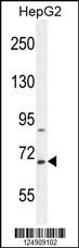 BUD13 Antibody