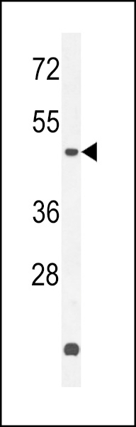 ZN572 Antibody