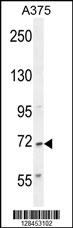 AL2SA Antibody