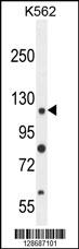 ANR52 Antibody
