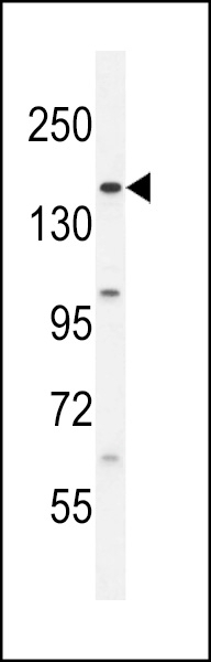 BCORL1 Antibody